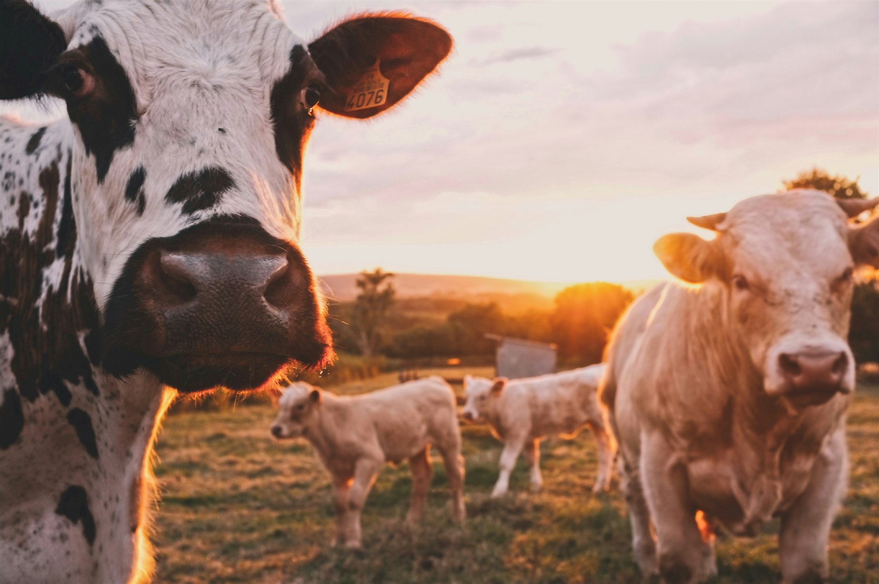 Indian farmer with cattle — Ganesh Group premium animal feed